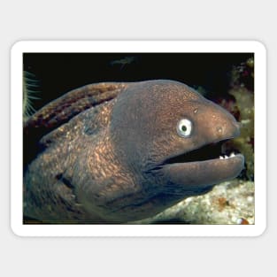 Bad Joke Eel Meme Sticker